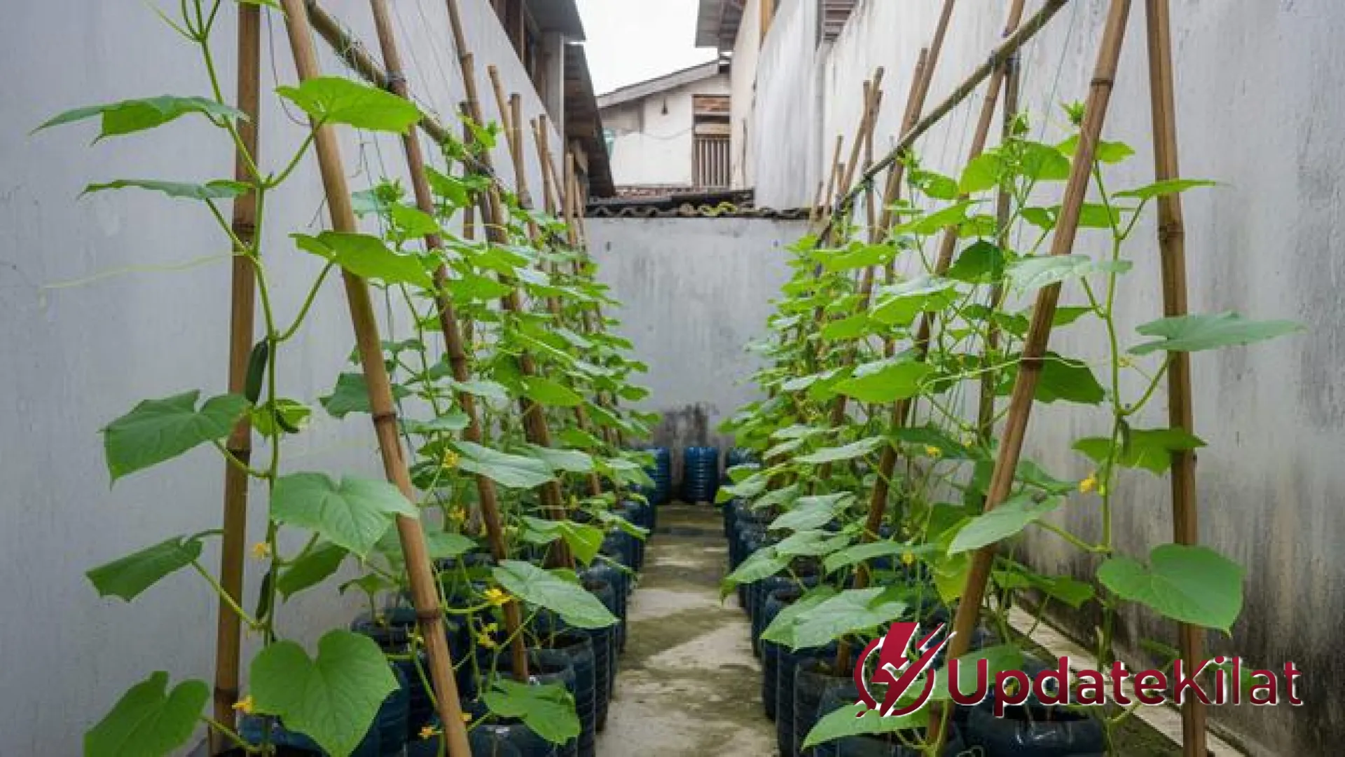 Solusi Cerdas Lahan Sempit: Inovasi Kebun Timun Galon Bekas, Panduan Ternak Entok, hingga Trik Rumah Minimalis