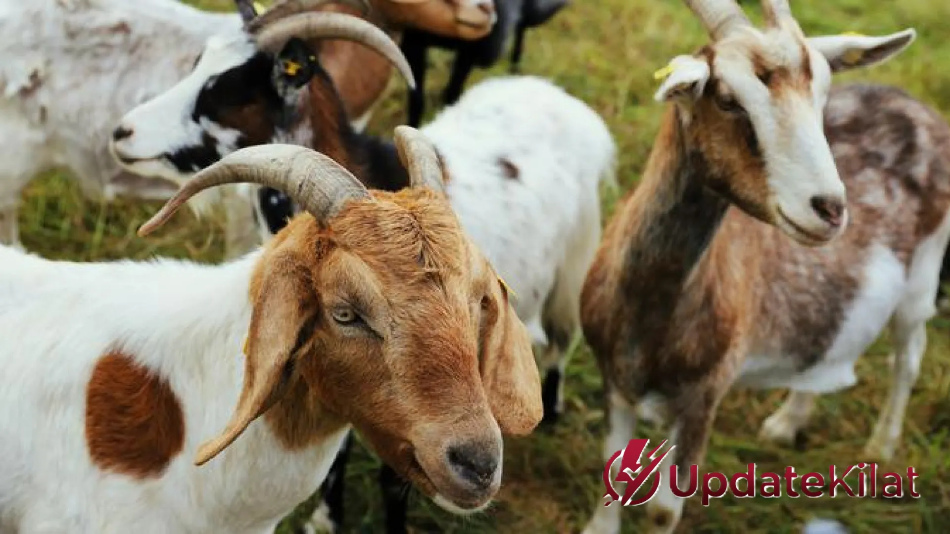 Dilema Mengangkut Kambing dengan Motor: Menakar Sisi Hukum Lalu Lintas dan Tinjauan Syariat Secara Mendalam