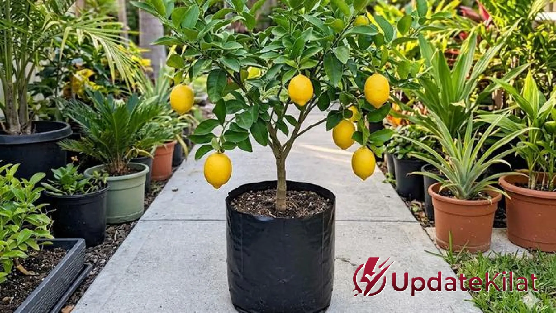 Menyulap Lahan Sempit Menjadi Kebun Produktif: 7 Jenis Pohon Buah Mini yang Cepat Panen dan Estetik