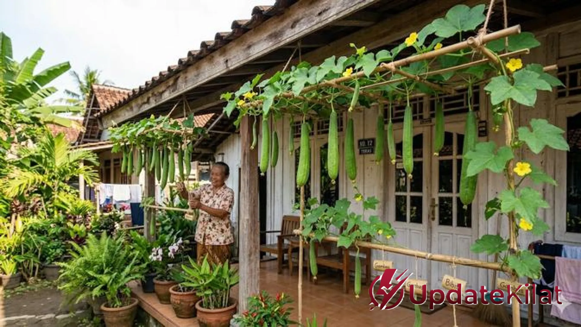 Cara Membuat Kebun Gambas Gantung: Solusi Urban Farming untuk Panen Melimpah di Lahan Sempit