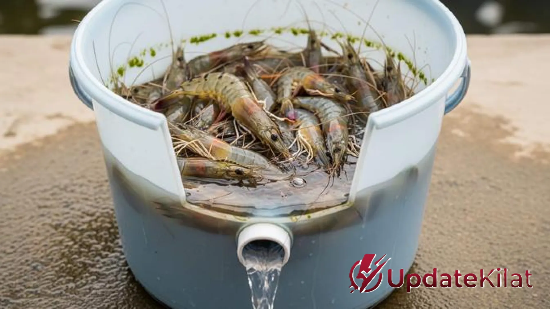 Panduan Eksklusif: Strategi Jitu Ternak Udang di Ember untuk Pemula, Solusi Cerdas di Lahan Sempit