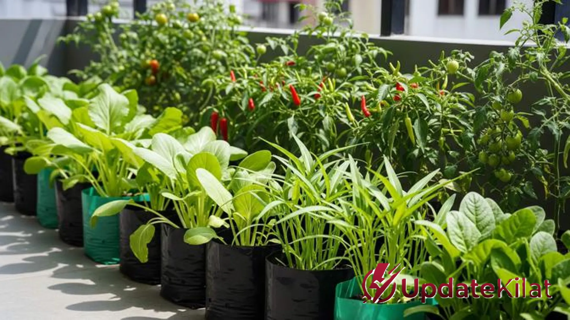 7 Kebun Produktif di Lahan Cor: Mengubah Halaman ‘Tandus’ Menjadi Oase Pangan yang Estetik