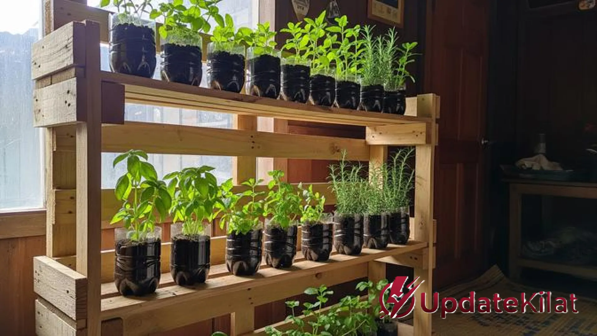 7 Inspirasi Kreatif Kebun Herbal dari Botol Minyak Goreng Bekas: Sulap Limbah Jadi Oase Hijau di Dapur