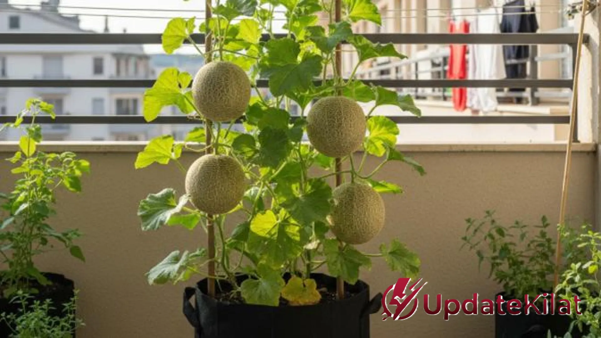 Siasat Cerdas Budidaya Melon Mini Gantung: Ubah Sudut Sempit Jadi Ladang Manis yang Estetik