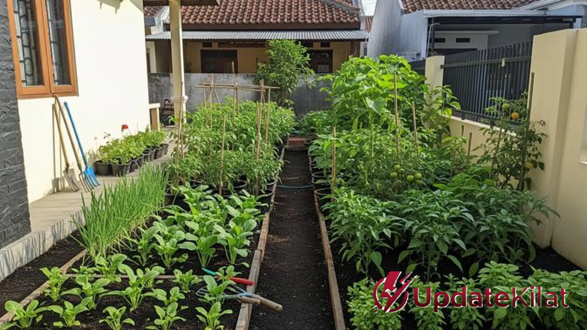 Strategi Cerdas Kebun Sayur Mini: Cara Jitu Panen Melimpah Setiap Minggu untuk Pemula