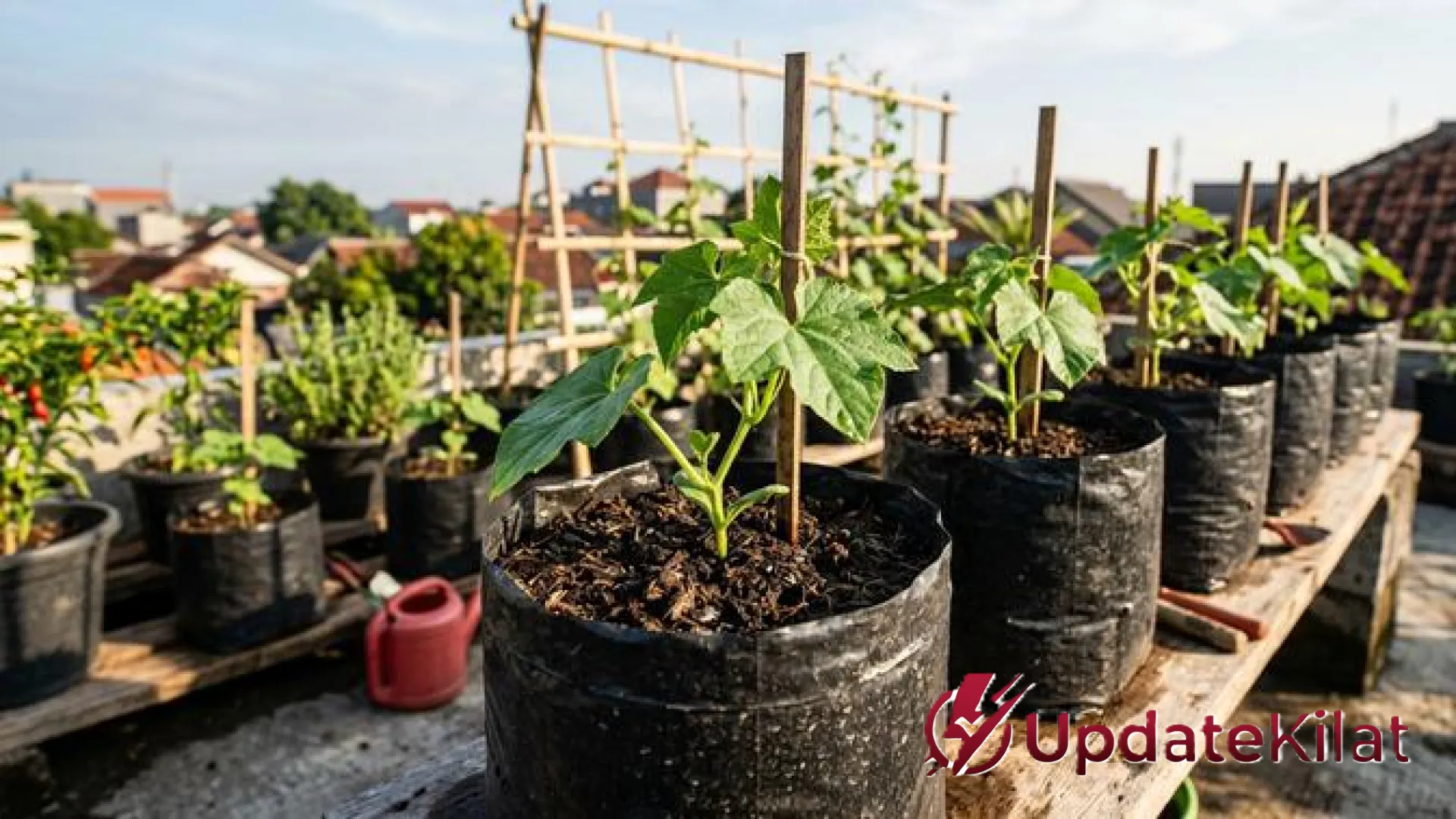 Rahasia Sukses Menanam Gambas di Polybag: Panduan Lengkap Agar Cepat Panen dan Anti Pahit untuk Pemula