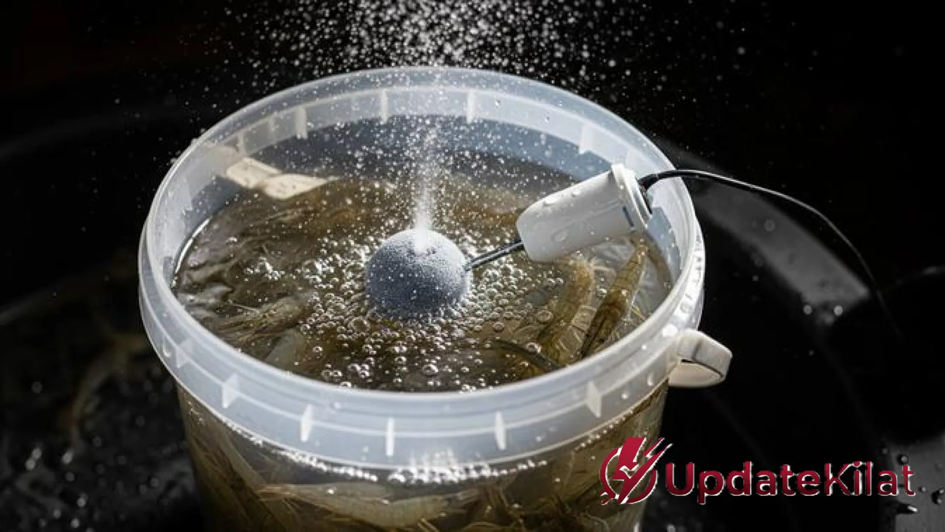 Strategi Jitu Ternak Udang di Ember Tanpa Aerator: Panduan Praktis Menghasilkan Cuan dari Rumah