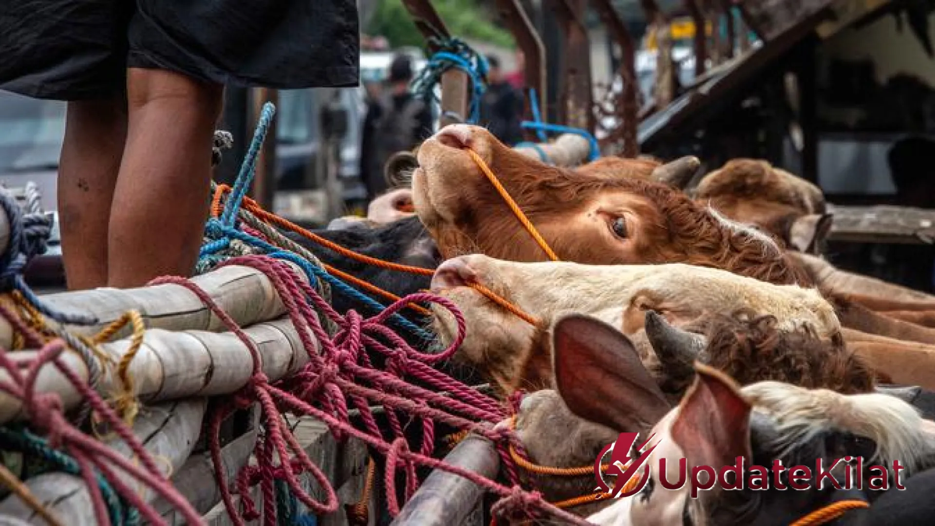 UpdateKilat: Panduan Cerdas Memilih Hewan Kurban Berkualitas, Jangan Tertipu Tampilan Luar!