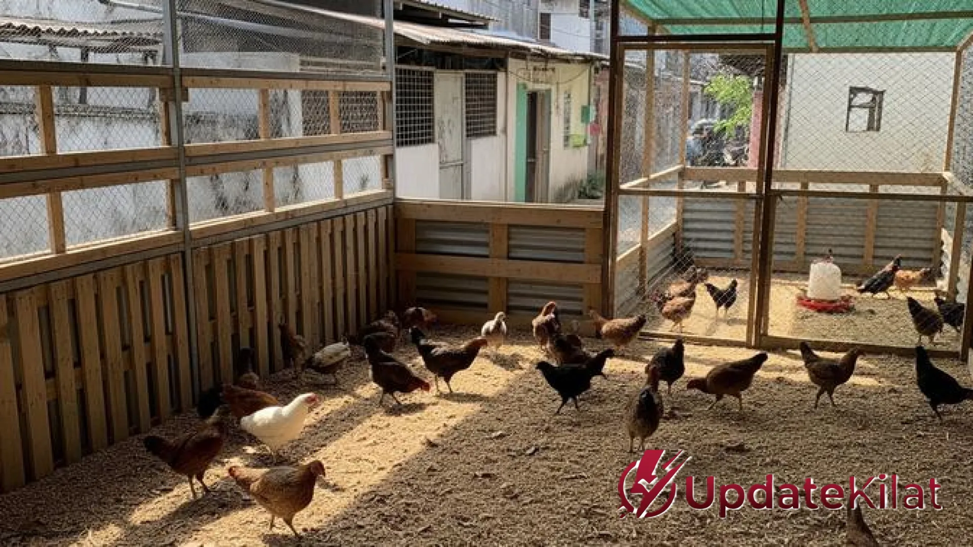 Rahasia Sukses Ternak: Panduan Memilih Bibit Ayam Kampung Unggul agar Cepat Panen dan Menguntungkan
