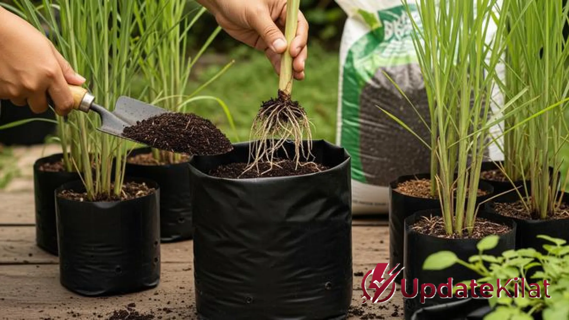 Rahasia Sukses Menanam Serai di Pot: Panduan Lengkap Agar Batang Gemuk, Rimbun, dan Beraroma Kuat