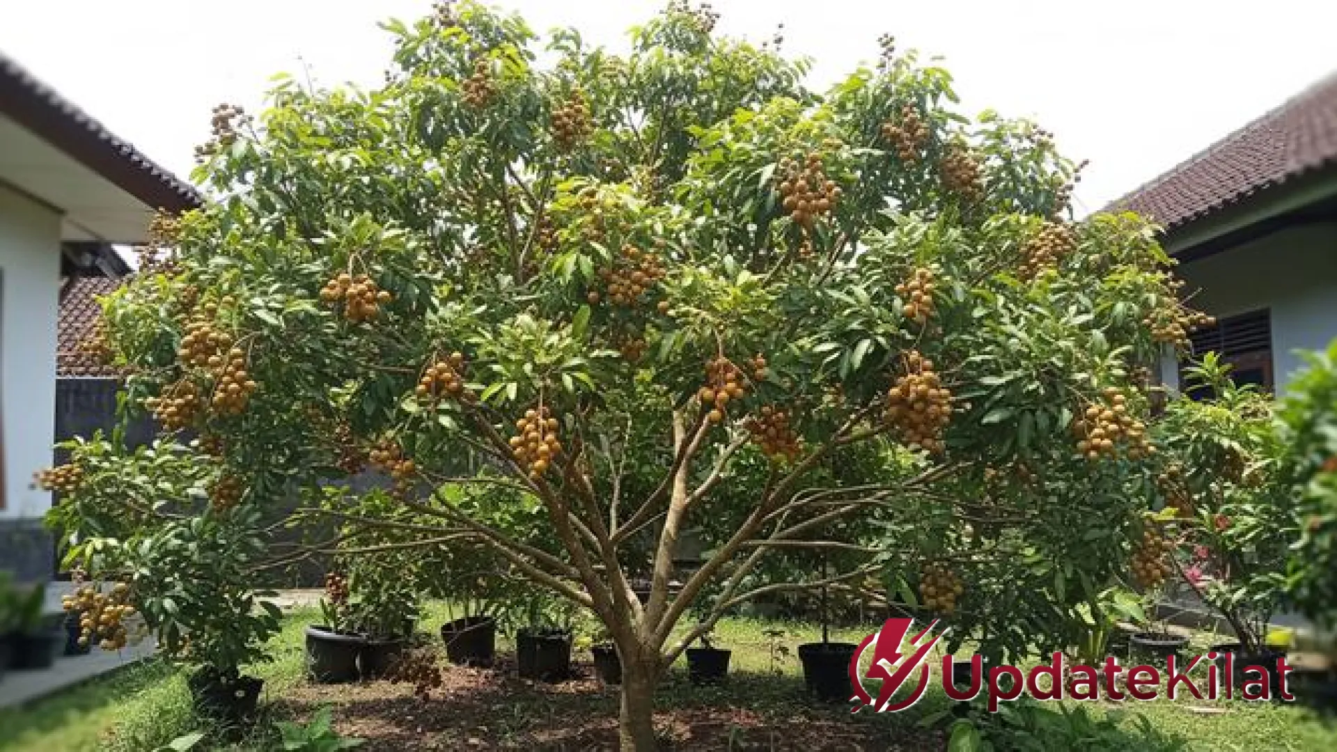 Pilihan Cerdas! 6 Jenis Kelengkeng dengan Akar Ramah Bangunan untuk Halaman Terbatas