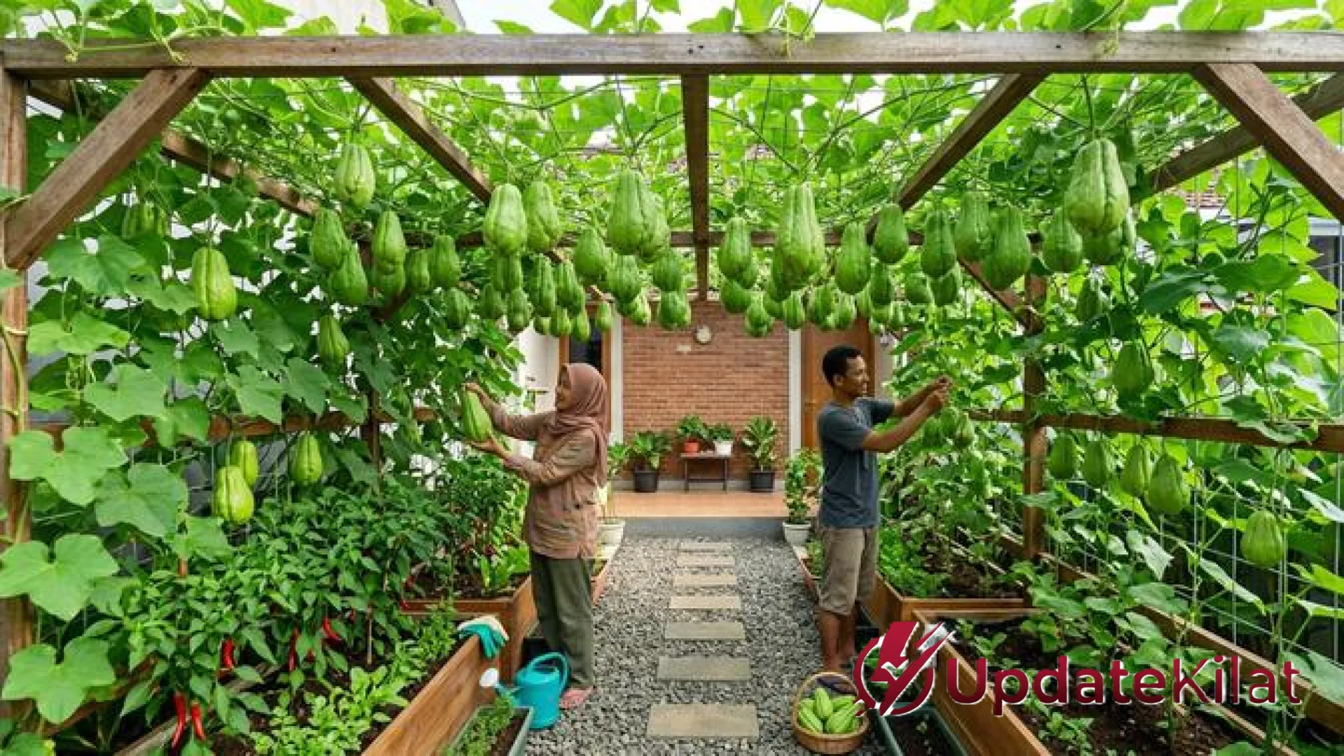 Revolusi Hijau di Lahan Sempit: 7 Inspirasi Kebun Labu Siam Gantung yang Estetik dan Melimpah