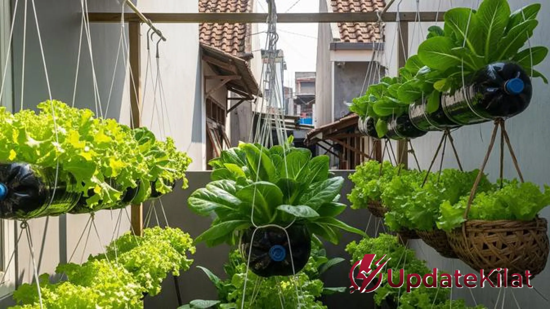 Solusi Cerdas Bertani di Lahan Sempit: Panduan Lengkap Membuat Kebun Selada Gantung yang Estetik dan Produktif