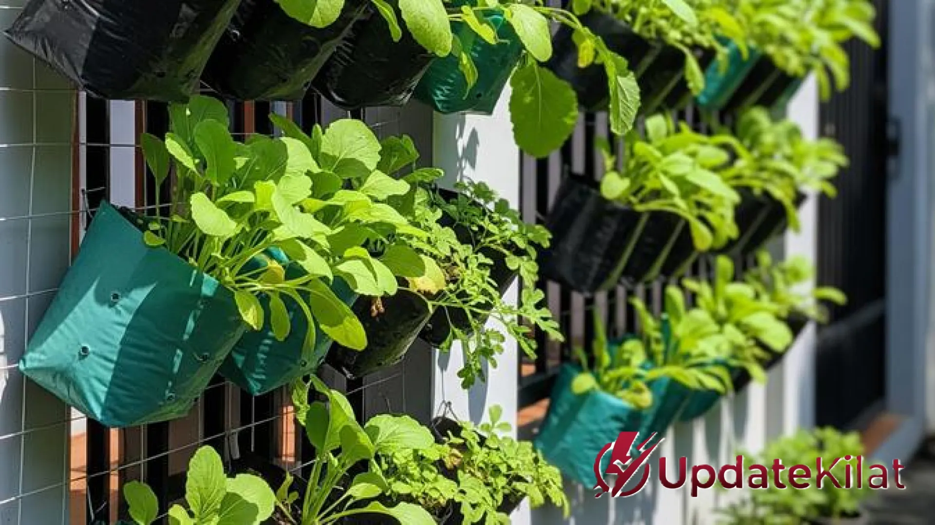 Transformasi Lahan Sempit: 7 Ide Kebun Gantung Sawi-Sawian Hijau yang Estetik dan Produktif