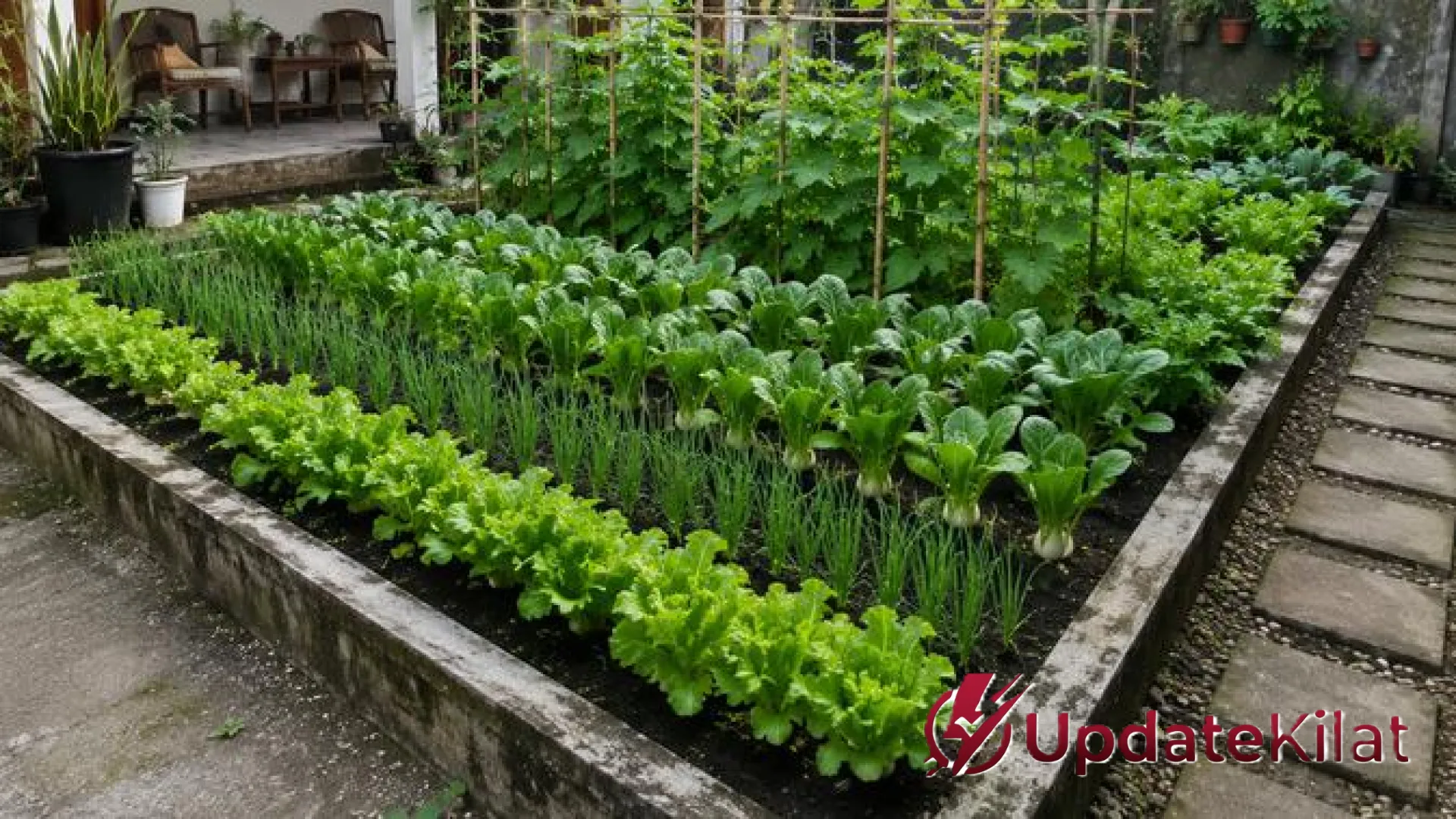 Sulap Area Terbengkalai Jadi Oase Hijau: 6 Ide Kebun Sayur di Bekas Kolam Ikan yang Produktif dan Estetik