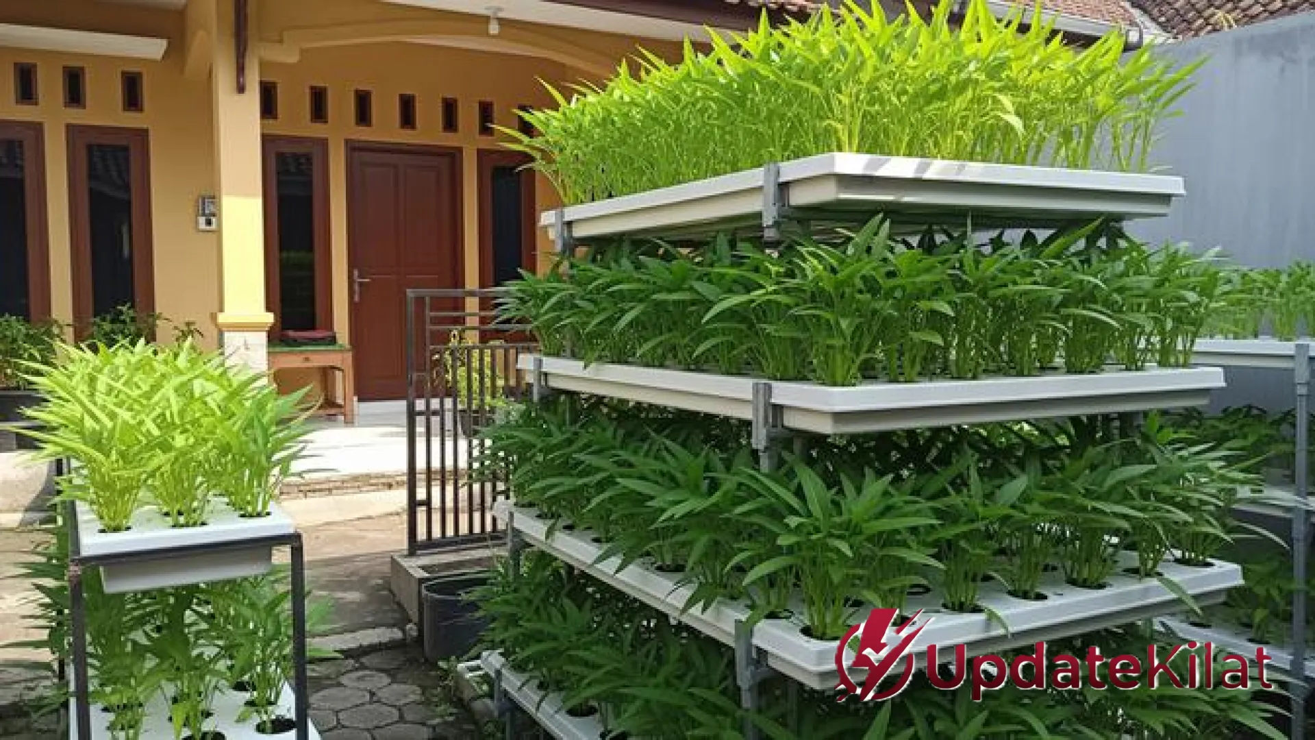 Revolusi Hijau di Lahan Sempit: 8 Strategi Kebun Kangkung Bertingkat untuk Panen Melimpah dari Rumah