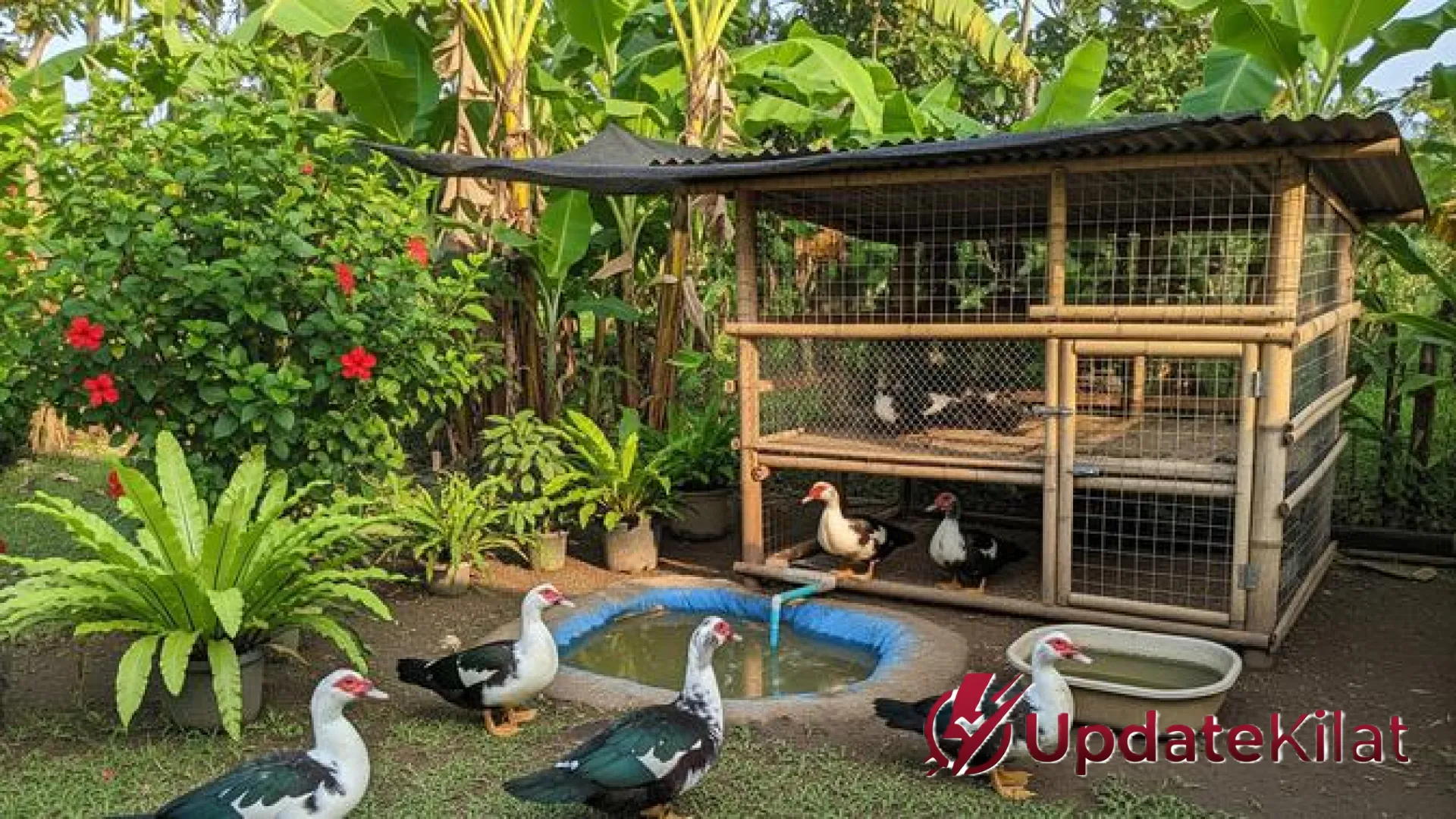 Panduan Lengkap Ternak Entok Semi Umbaran di Pekarangan Rumah: Strategi Hemat Pakan dengan Hasil Panen Maksimal
