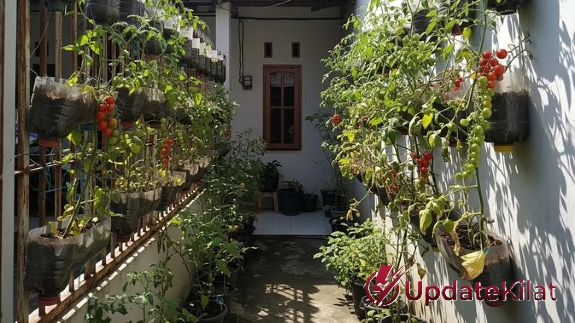 Rahasia Kebun Tomat Ceri Gantung: Sulap Teras Sempit Jadi Lahan Organik yang Estetik