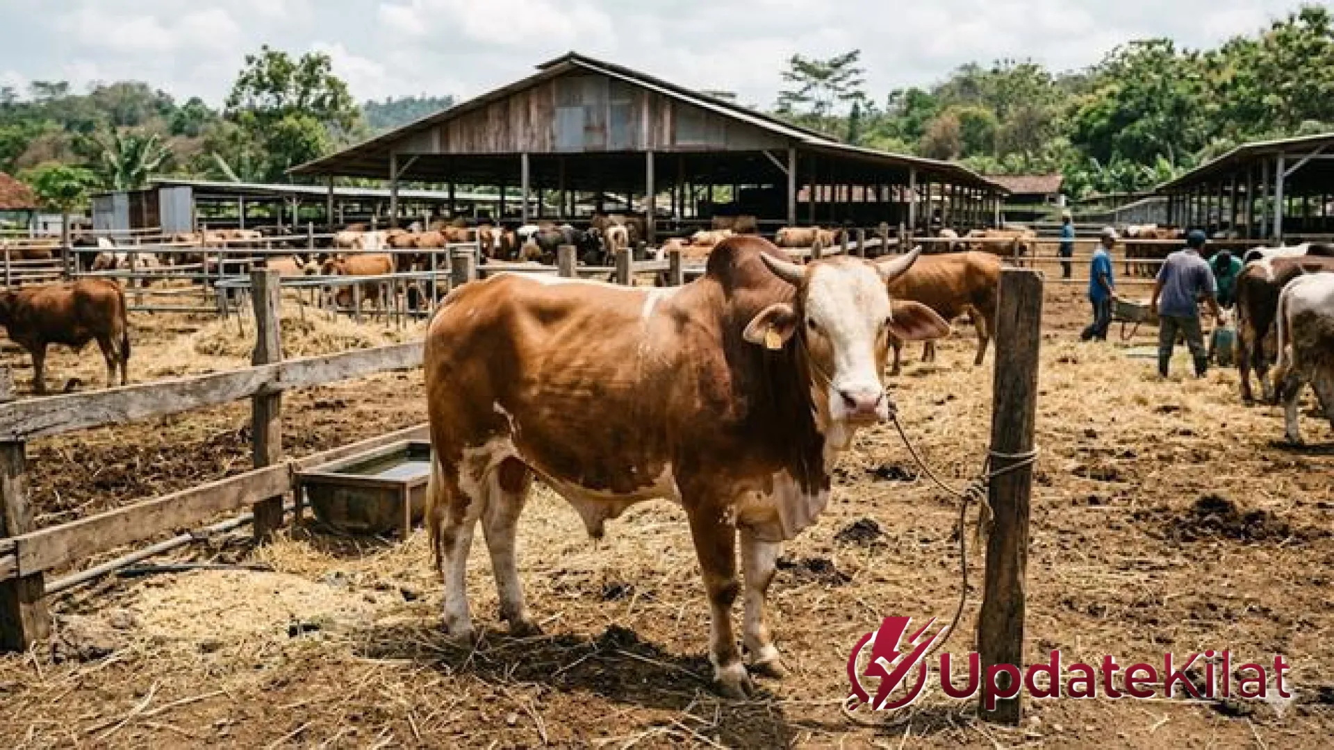 Update Harga Sapi dan Kambing Kurban Idul Adha 2026: Tren Pasar dan Panduan Memilih Hewan Berkualitas