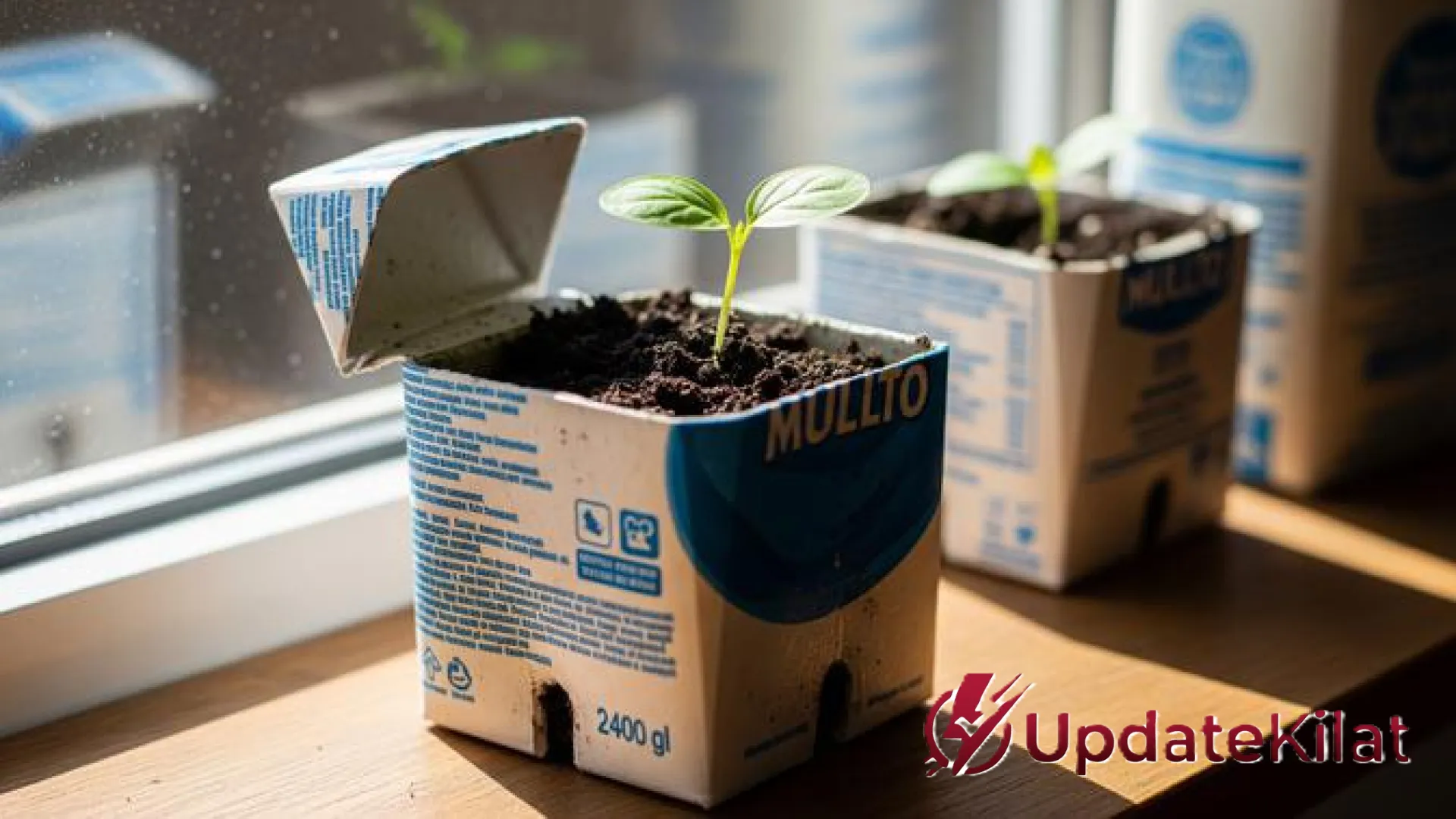 Solusi Cerdas Urban Farming: Mengubah Kotak Susu Bekas Menjadi Wadah Bibit Premium yang Ramah Lingkungan