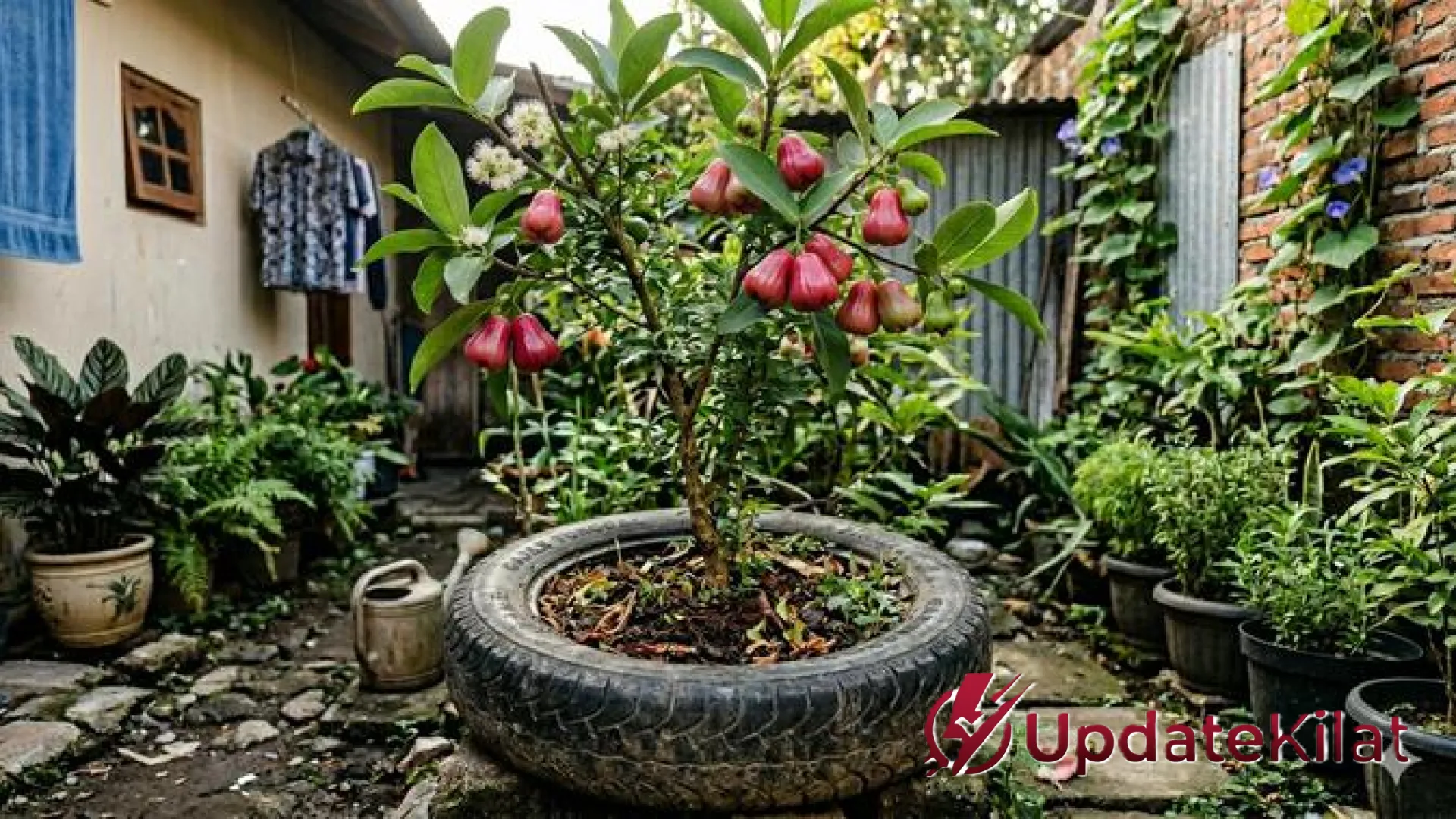 Solusi Hijau di Lahan Terbatas: 8 Jenis Pohon Buah yang Tumbuh Subur Hanya dengan Ban Bekas Motor