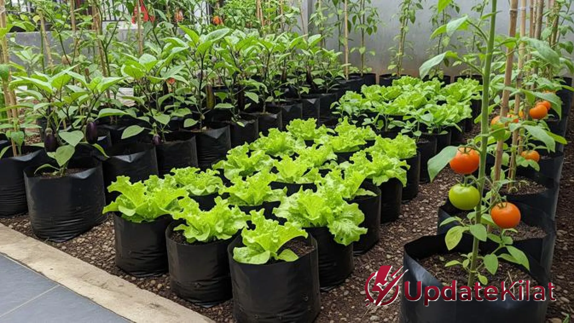 Mimpi Panen Melimpah Tapi Selalu Gagal? Hindari 7 Kesalahan Fatal Saat Menanam Sayur di Pekarangan Ini