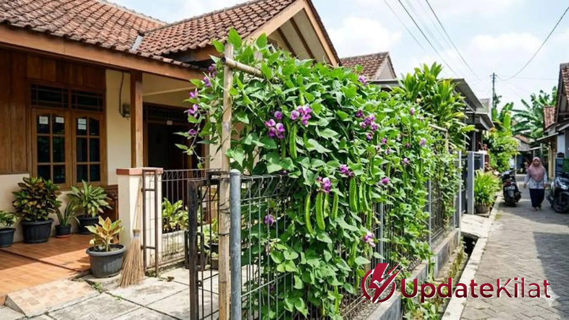 7 Inspirasi Kebun Kecipir Rambat di Lahan Sempit: Panduan Urban Farming Terlengkap dari Tanam Hingga Panen