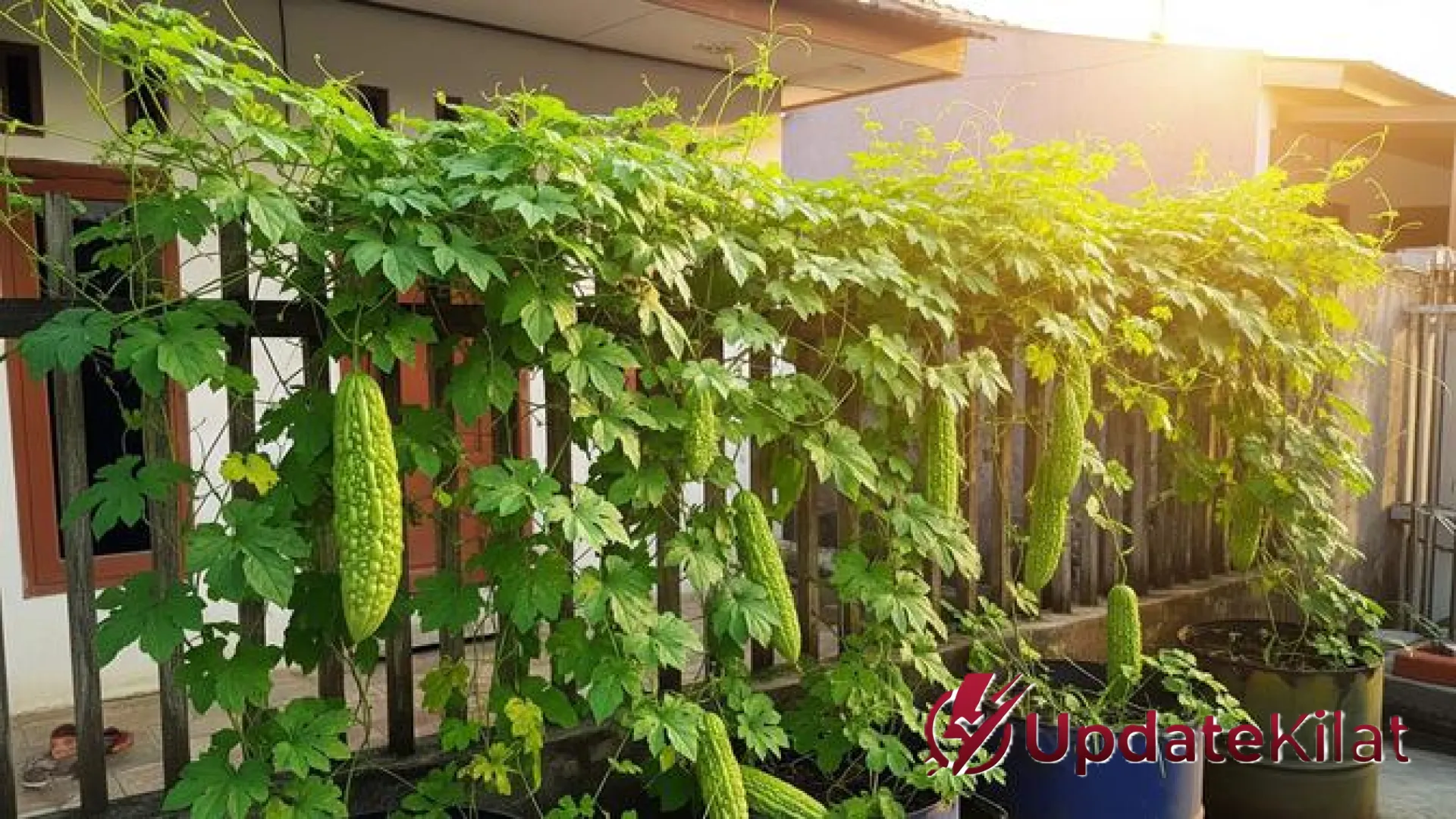 7 Tanaman Pagar yang Bisa Dimakan: Estetika Hijau dan Solusi Pangan Mandiri di Lahan Terbatas