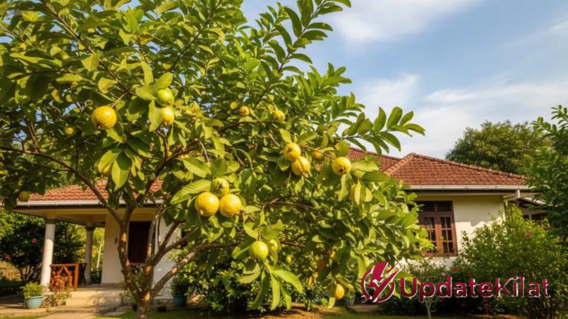 Strategi Berkebun di Cuaca Ekstrem: 7 Pohon Buah Tahan Panas yang Cepat Panen dan Minim Perawatan