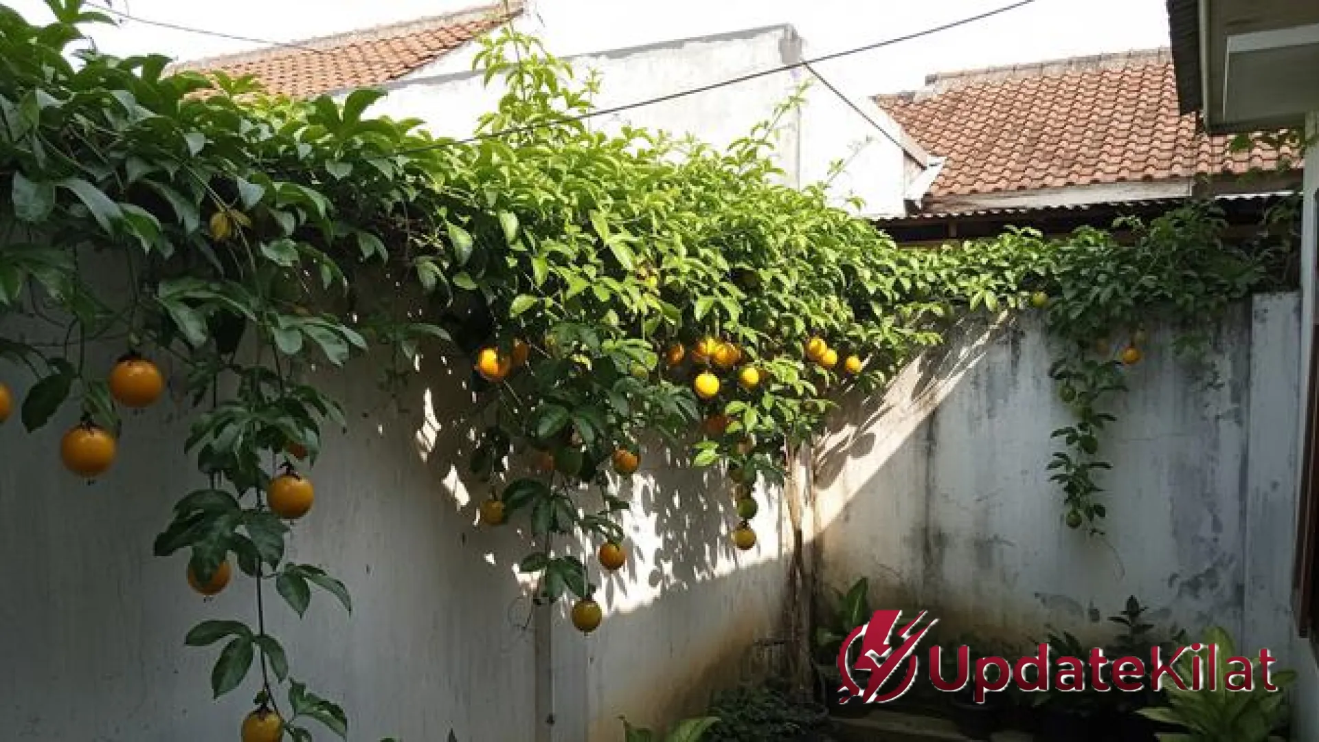 9 Inspirasi Kebun Rambat Markisa di Tembok Plesteran: Solusi Hijau Estetik untuk Rumah Sejuk
