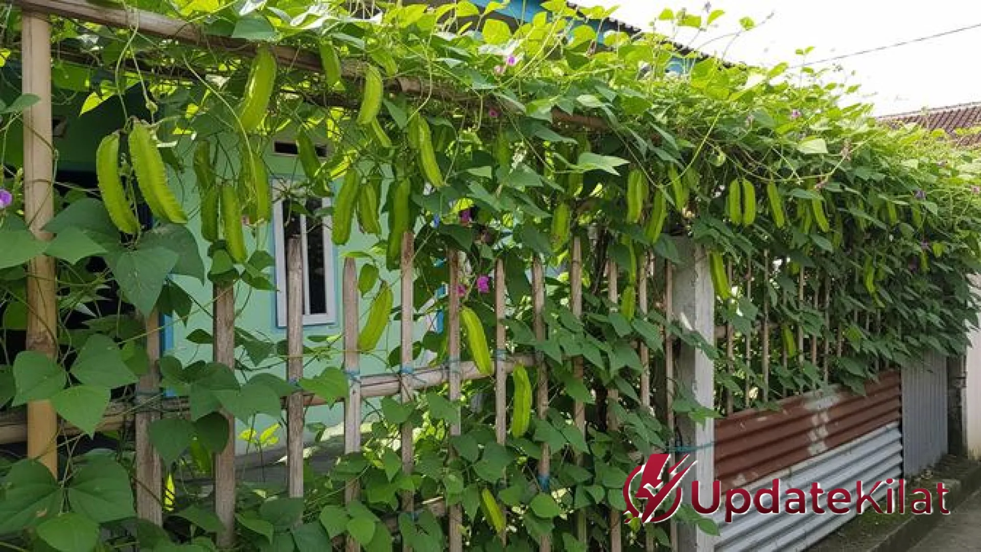 Solusi Alami Dinding Rumah Dingin: 7 Tanaman Pangan Rambat Estetik dengan Manfaat Ganda yang Wajib Dicoba