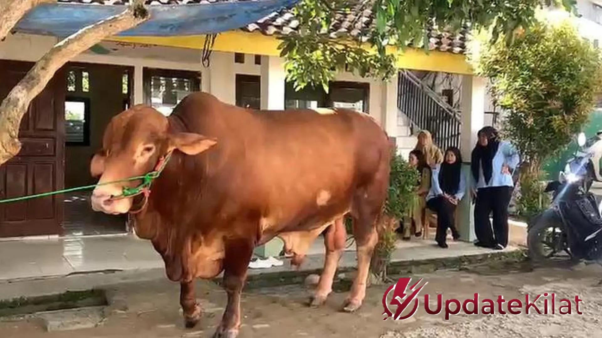 Menguak Polemik Sapi Kurban Banpres: Tradisi Tahunan atau Anggaran yang Perlu Dipertanyakan?