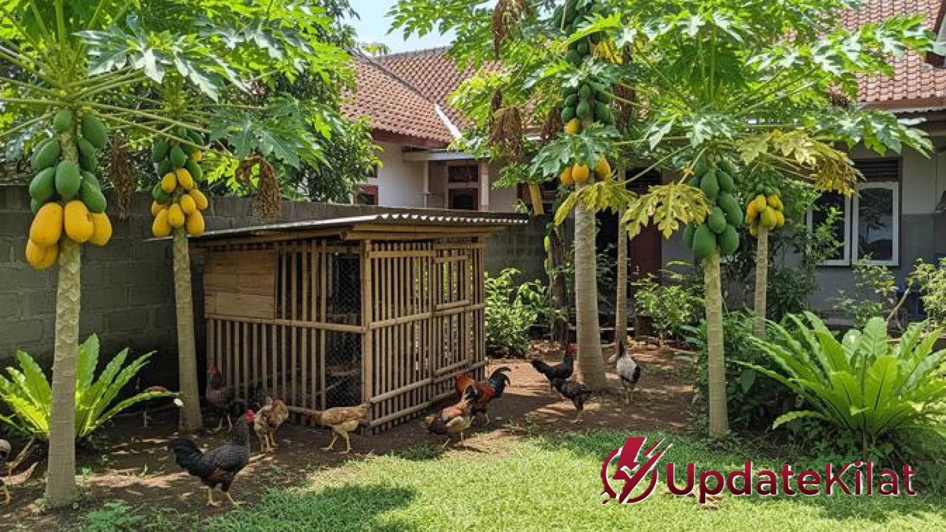 Rahasia Bobot Melejit! 9 Tanaman Ajaib yang Bikin Ayam Kampung Lebih Sehat dan Cepat Besar