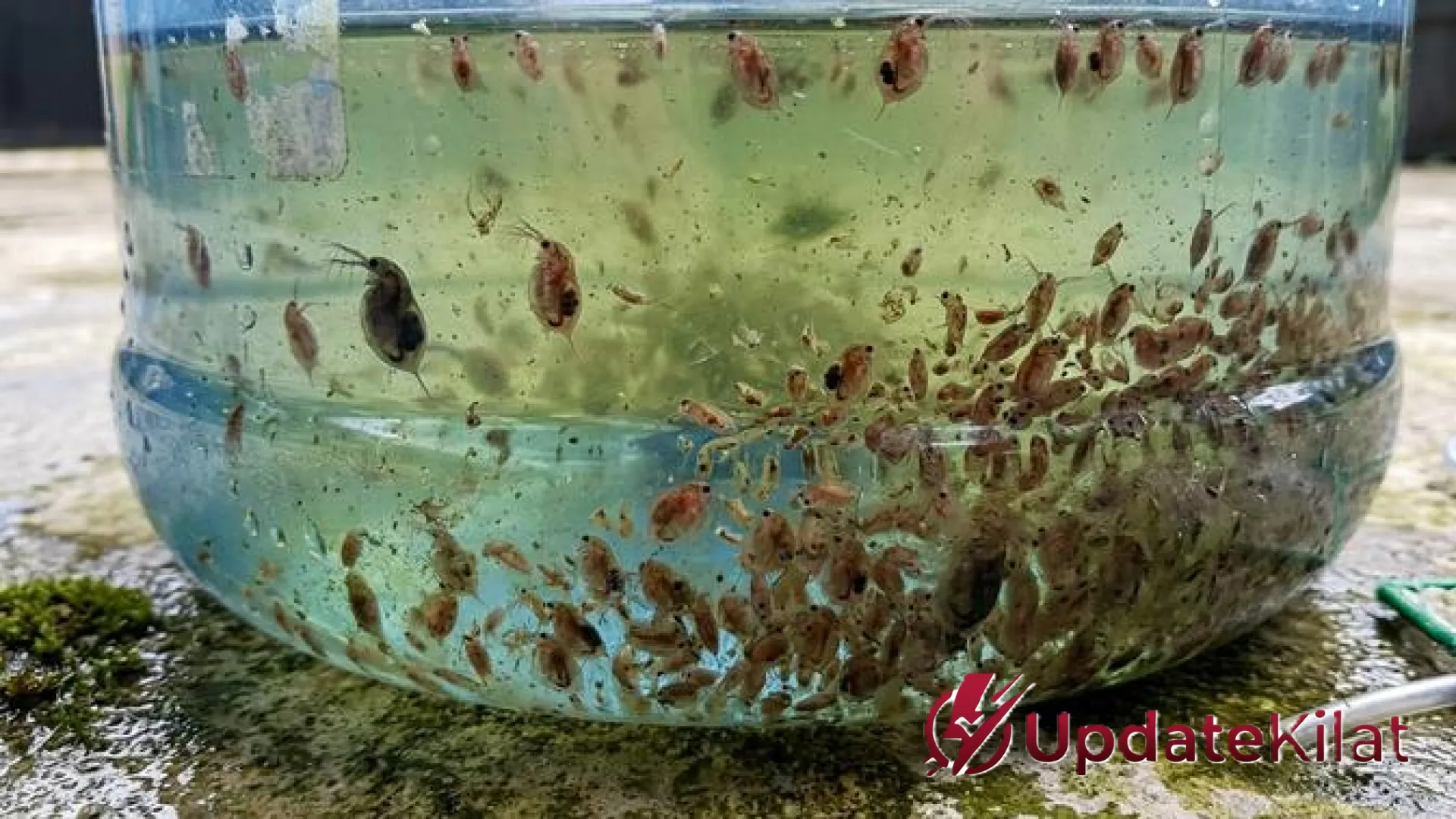 Revolusi Pakan Alami: Panduan Lengkap Budidaya Kutu Air di Galon Bekas untuk Hasil Melimpah