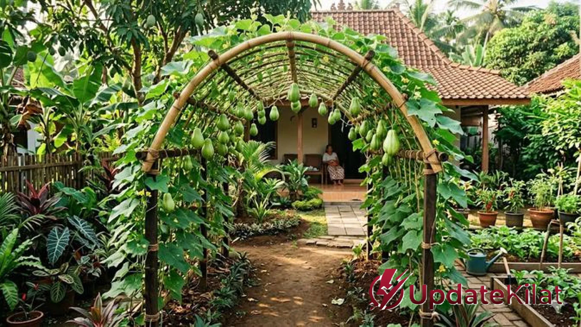 Kreasi Jalur Rambat Labu: Solusi Cerdas Kebun Rapi dan Panen Melimpah di Lahan Sempit