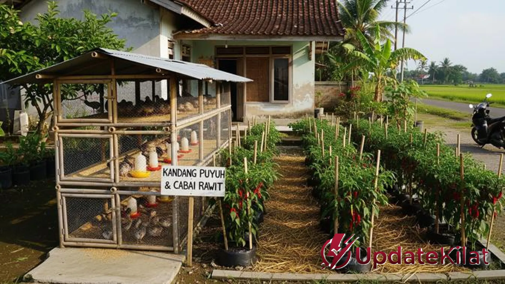 Sinergi Emas di Lahan Sempit: Strategi Cerdas Integrasi Ternak Puyuh dan Cabai Rawit untuk Cuan Berlipat