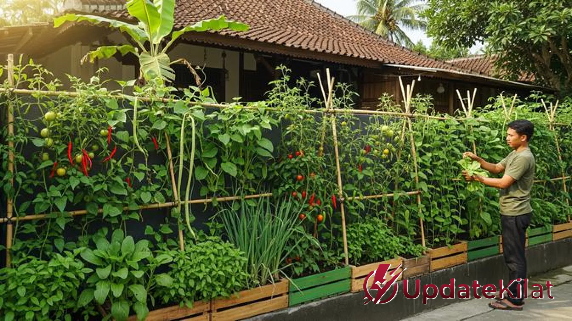 7 Inspirasi Pagar Hijau Produktif: Ubah Batas Rumah Jadi Kebun Sayur Estetik dan Siap Panen
