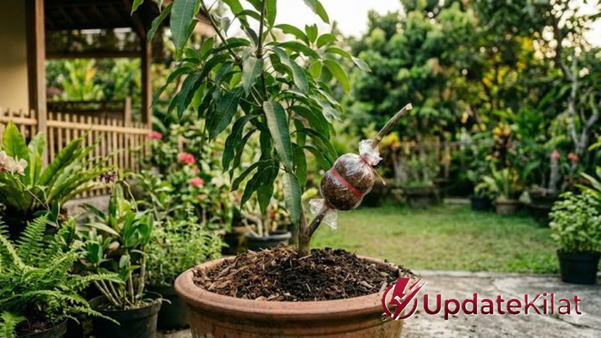 Strategi Jitu Berkebun: Mengupas 7 Keuntungan Utama Menanam Kelengkeng Cangkok Agar Cepat Panen