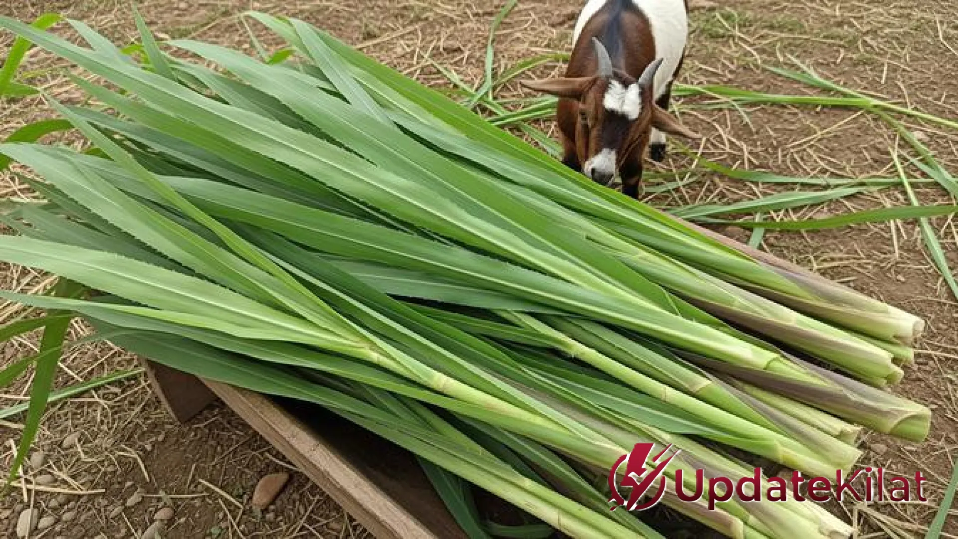 Strategi Jitu Budidaya Rumput Gajah: Solusi Pakan Kambing Melimpah dan Hemat Biaya untuk Peternak Modern