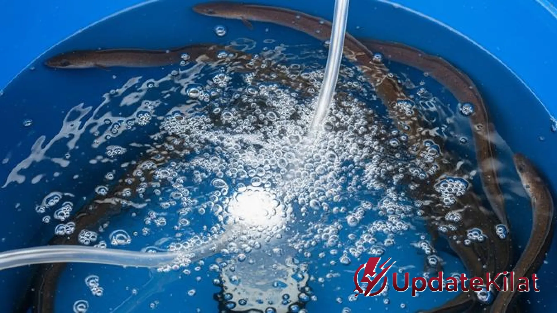 Revolusi Ternak Belut: Panduan Lengkap Budidaya di Drum Plastik Tanpa Lumpur untuk Pemula