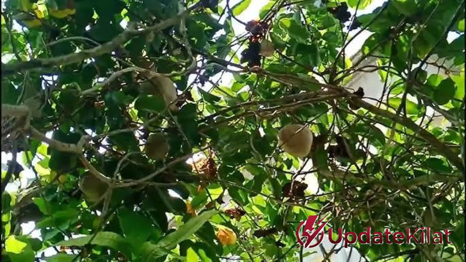 Mengubah Teras Menjadi Lumbung Pangan: Panduan Lengkap Budidaya Kentang Gantung ala UpdateKilat