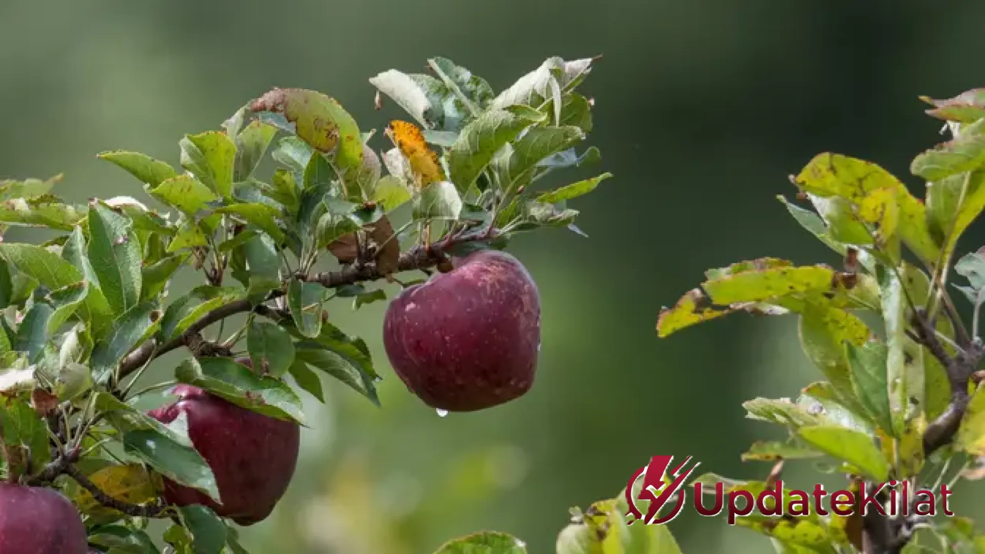 5 Pohon Buah Tangguh untuk Wilayah Berangin Kencang: Tetap Produktif Meski Diterjang Badai
