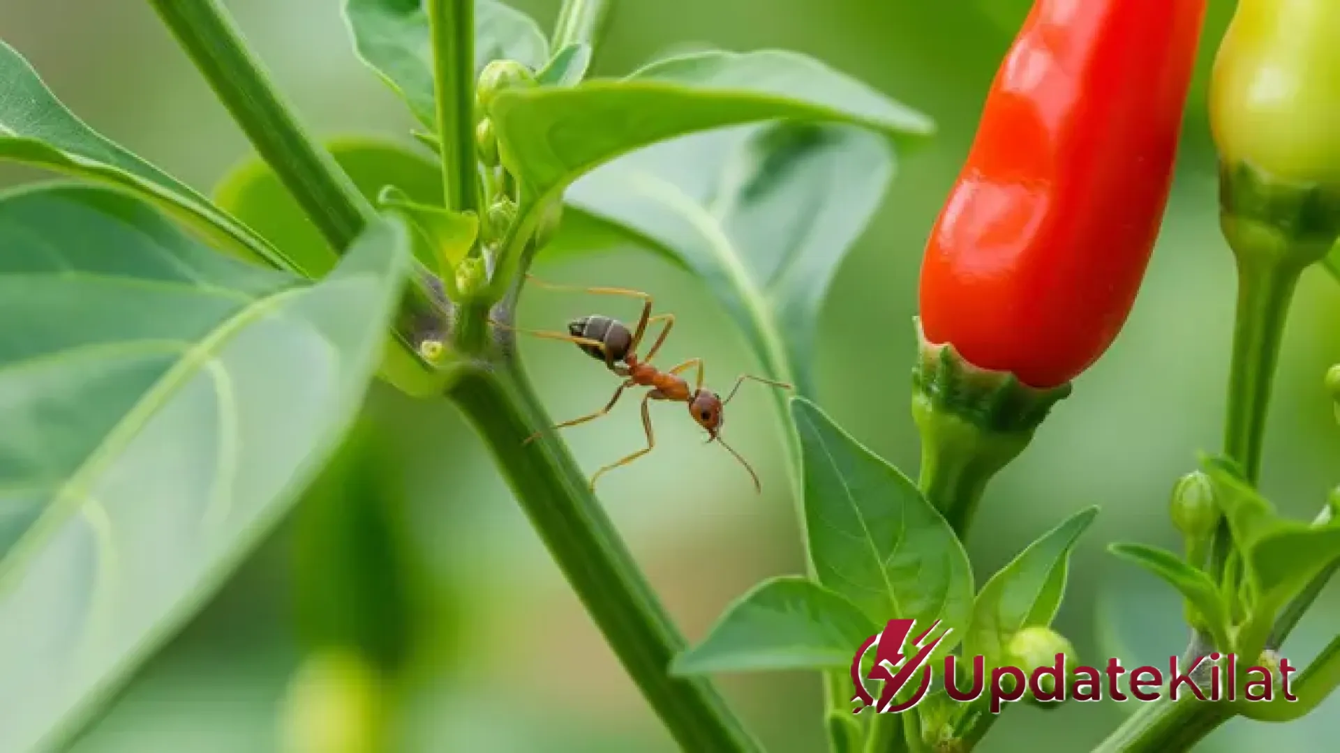 7 Cara Ampuh Mengusir Semut pada Tanaman Cabai Secara Alami: Rahasia Kebun Subur Tanpa Pestisida Kimia