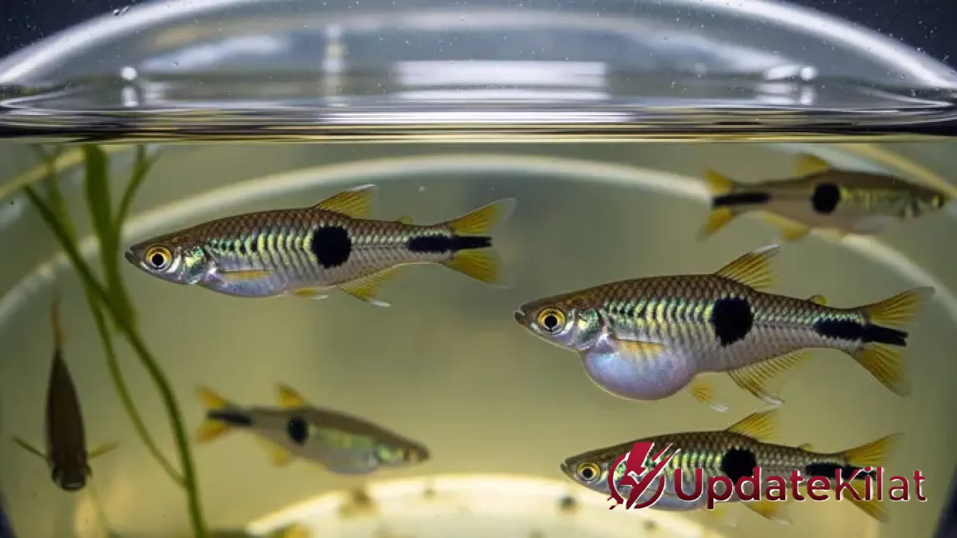 Rahasia Sukses Ternak Ikan Cetol di Ember: Peluang Cuan Rumahan dan Solusi Bebas Nyamuk