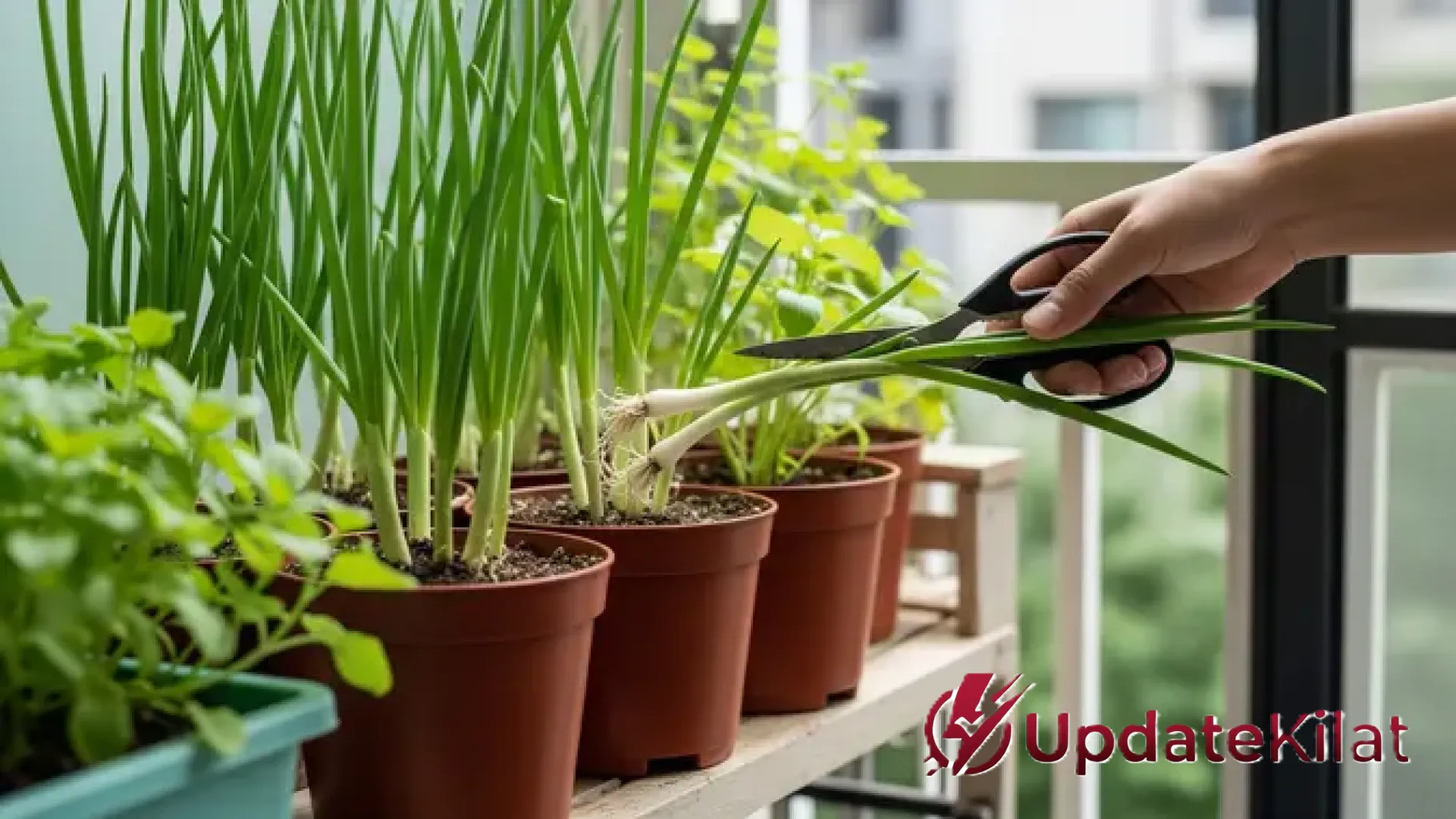 Inspirasi Kebun Mini: 5 Tanaman Dapur Esensial yang Bikin Masak Jadi Lebih Praktis dan Hemat