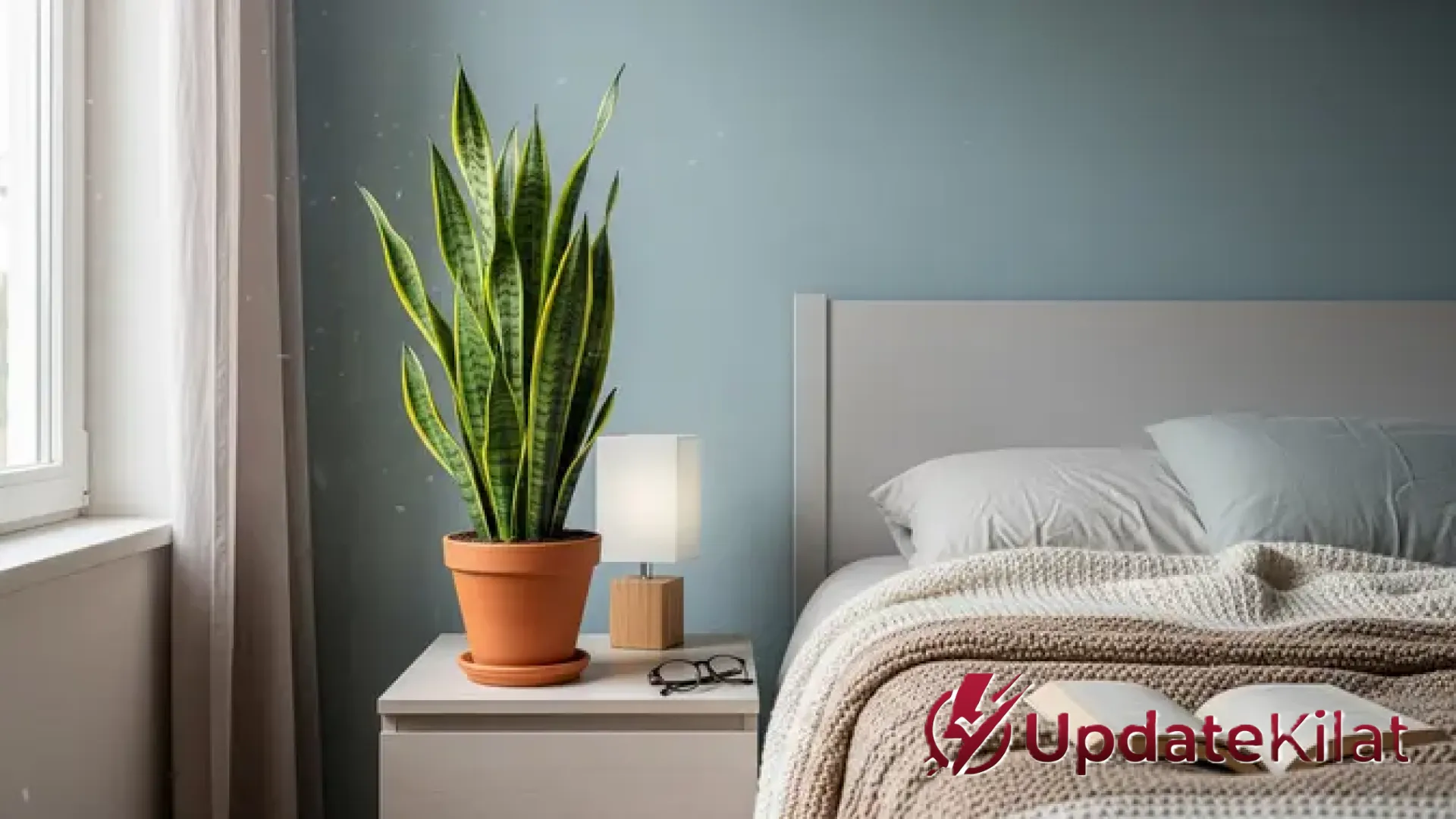 Dilema Tanaman di Dalam Kamar: Mengapa Ahli Feng Shui Menyarankan Anda Berpikir Ulang?