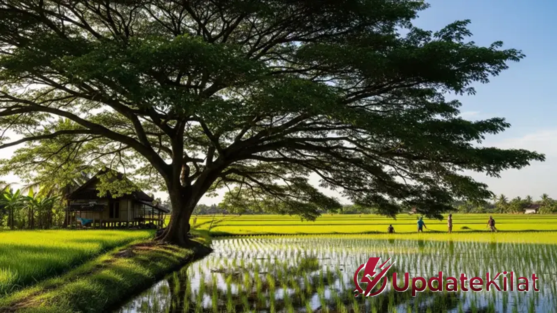 7 Rekomendasi Pohon Peneduh Terbaik di Area Sawah: Harmoni Ekologi dan Investasi Masa Depan