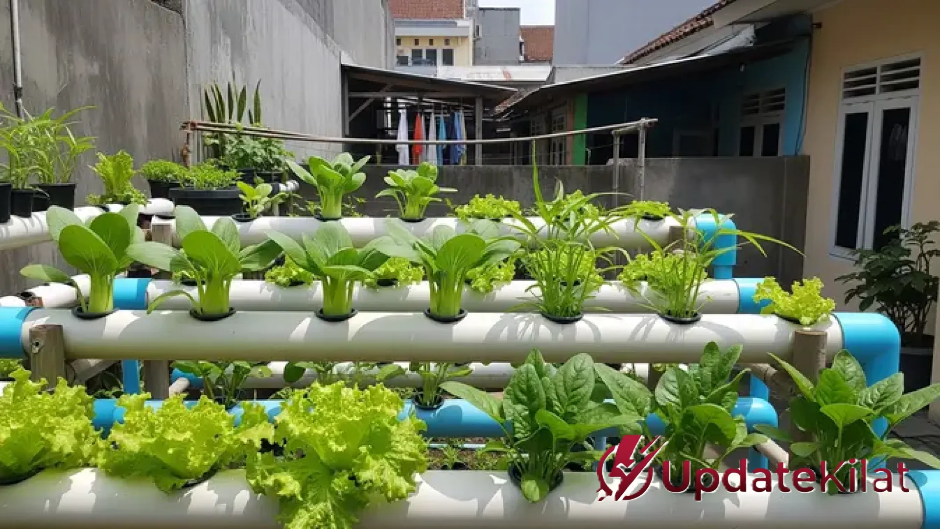 7 Inspirasi Kebun Sayur IRT Padat Panen: Sulap Lahan Sempit Jadi Lumbung Pangan Mandiri