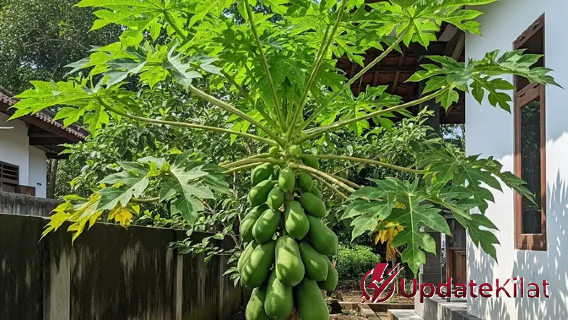 Pohon Buah Berakar Dangkal vs Berakar Dalam: Panduan Lengkap Memilih Tanaman Aman untuk Halaman Rumah
