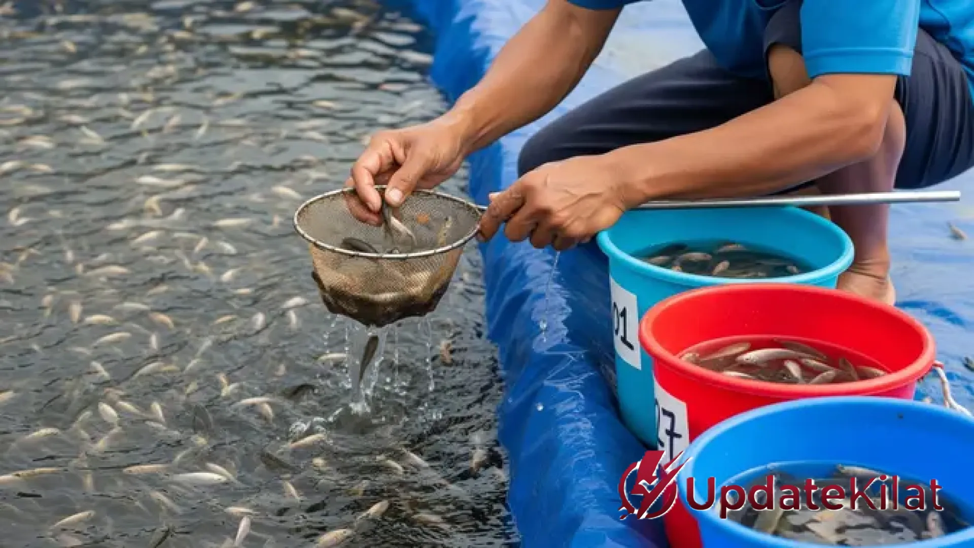 Strategi Budidaya: 6 Jenis Ikan Kolam Terpal yang Cepat Besar dan Menguntungkan bagi Pemula